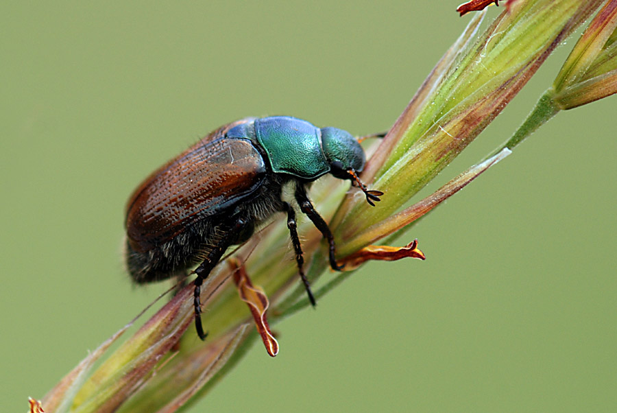 Maggiolino, Phyllopertha horticola